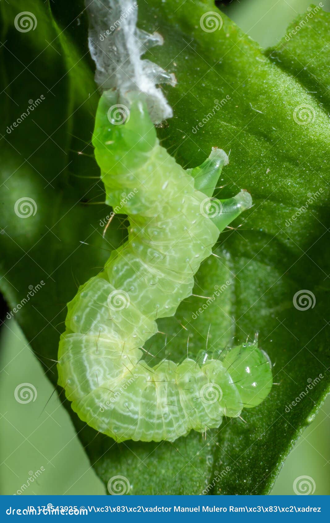 Green Caterpillar Molting the Skin on Basil Leaf Stock Image - Image of  animal, insect: 174543925
