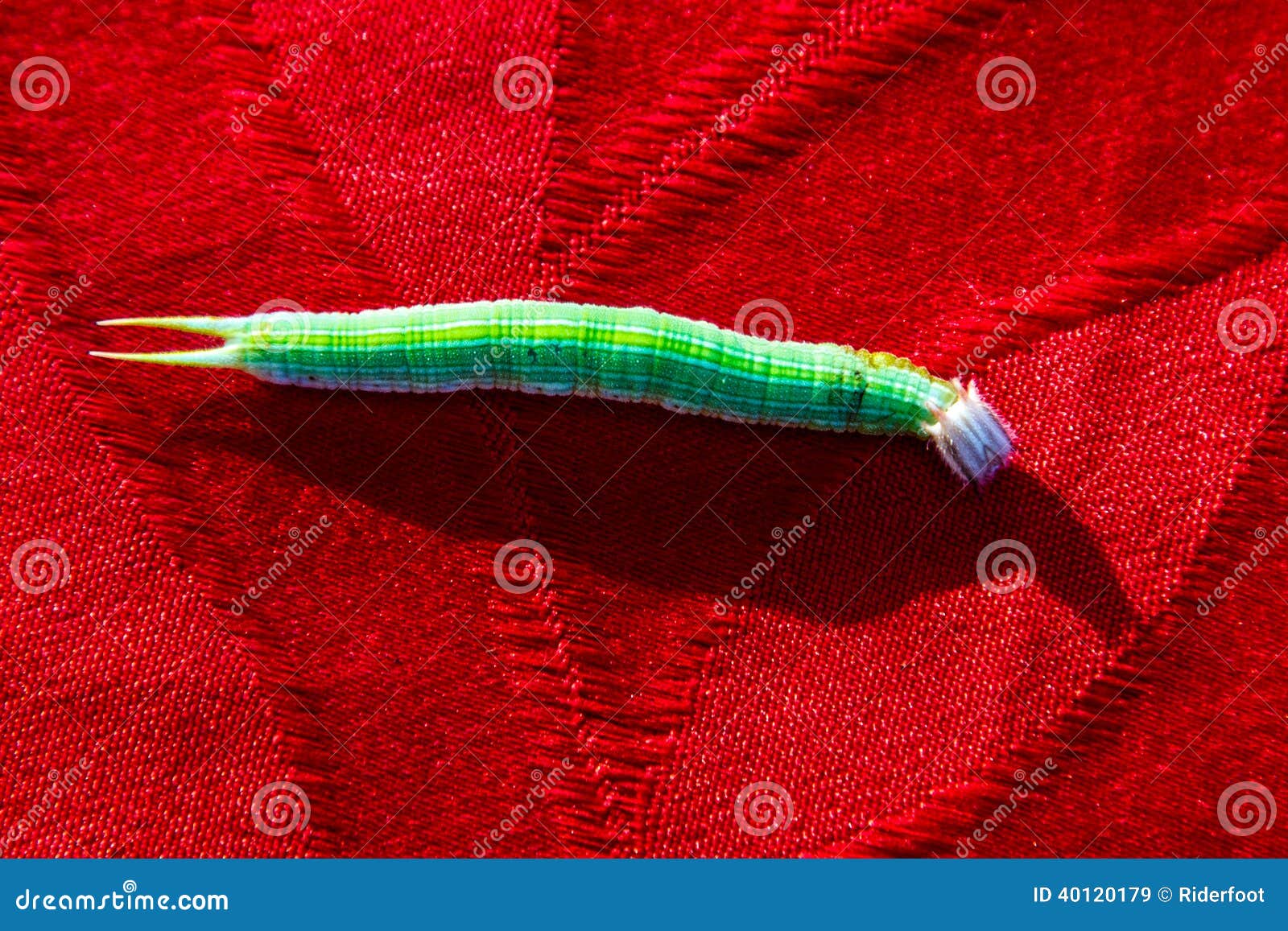 Green caterpillar stock image. Image of beauty, details 40120179