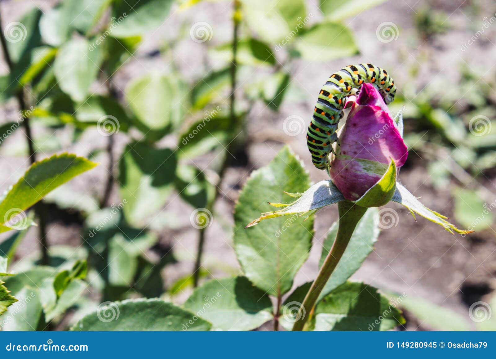 Green Caterpillar on a Rose Stock Image Image of larva, closeup