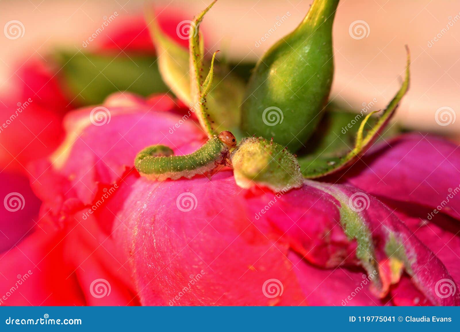 Green Caterpillar on a Rose Stock Image Image of living, crawling