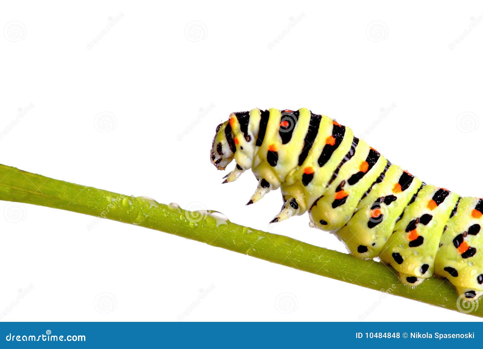 Green Caterpillar of Swallowtail Stock Photo Image of machaon, grass