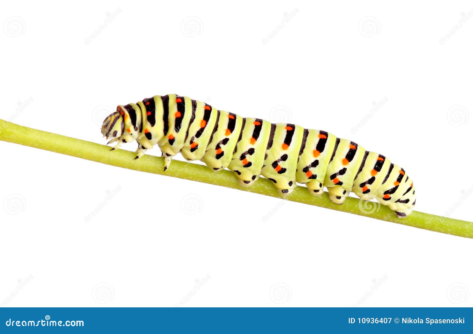 Green Caterpillar of Swallowtail Stock Image Image of detail, plant