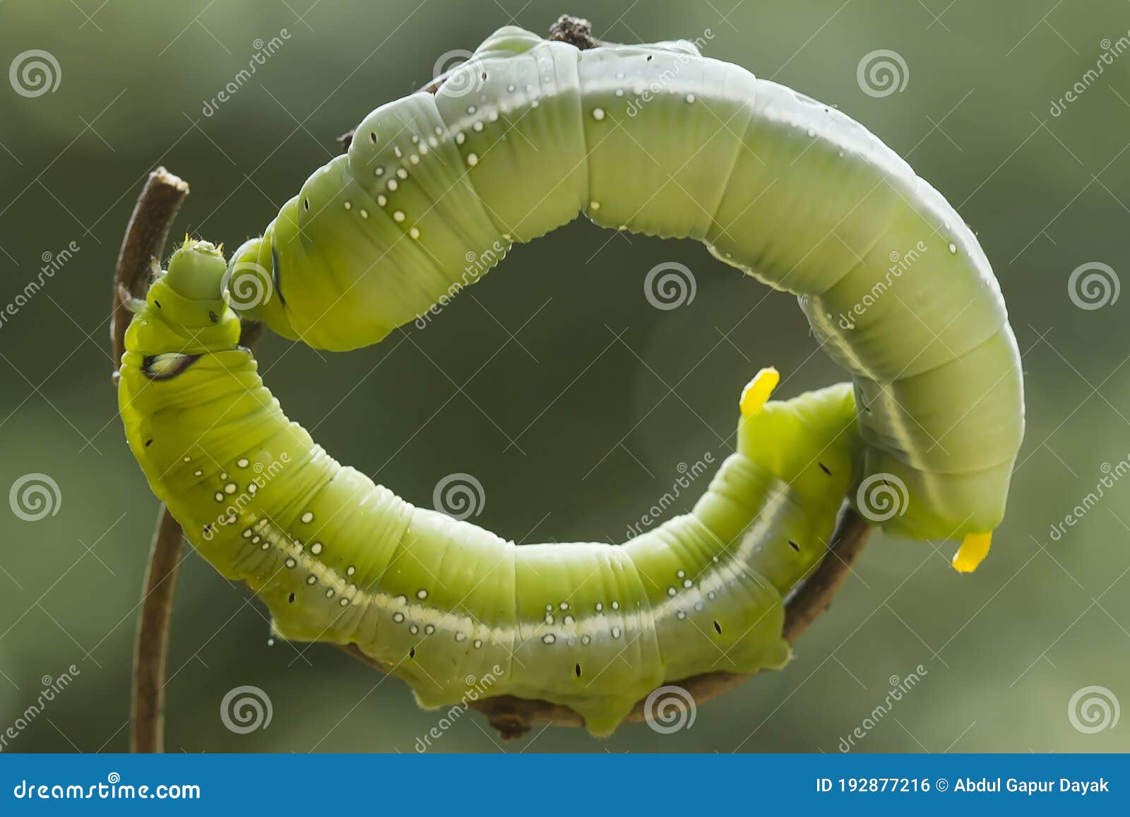 Green Caterpillar on Unique Branch Stock Photo - Image of nature