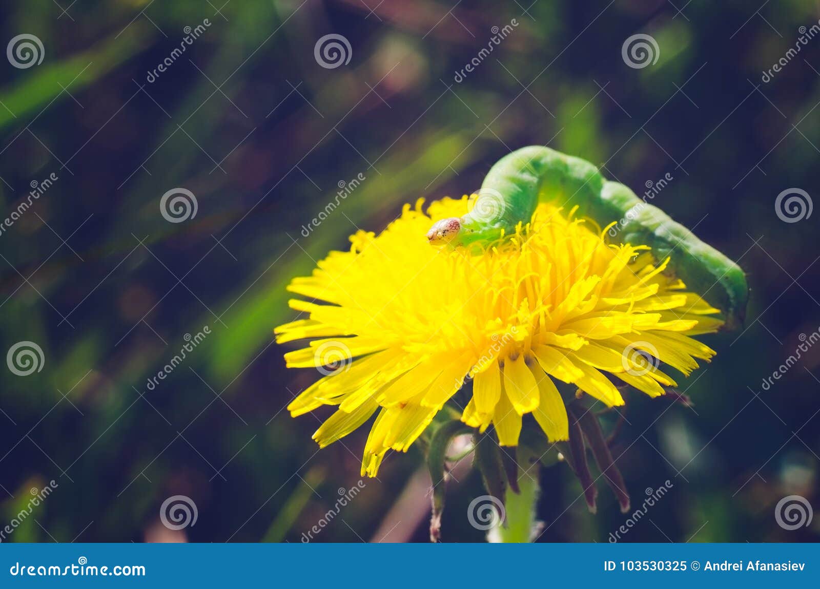 Green Caterpillar on a Yellow Flower Stock Image Image of close