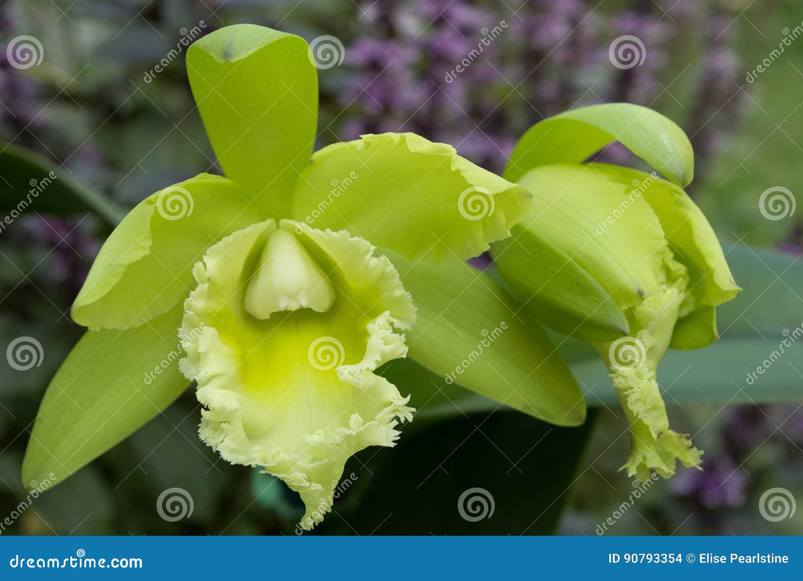 Green Cattleya-type Orchid stock photo. Image of type - 90793354