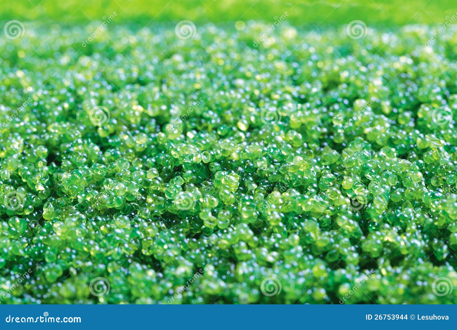 Green caviar stock photo. Image of texture, gourmet, closeup 26753944