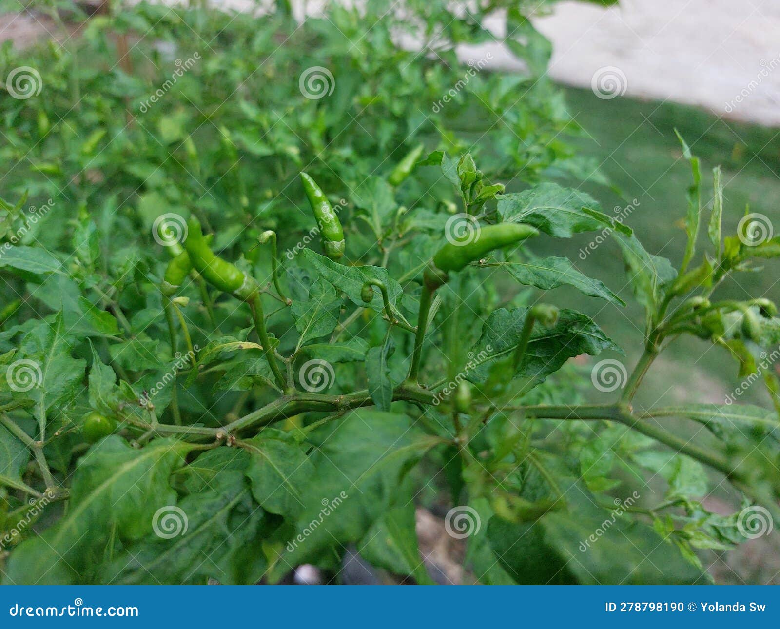 Green Cayenne Pepper Leaves and Fruit Stock Photo Image of cayenne, asian 278798190