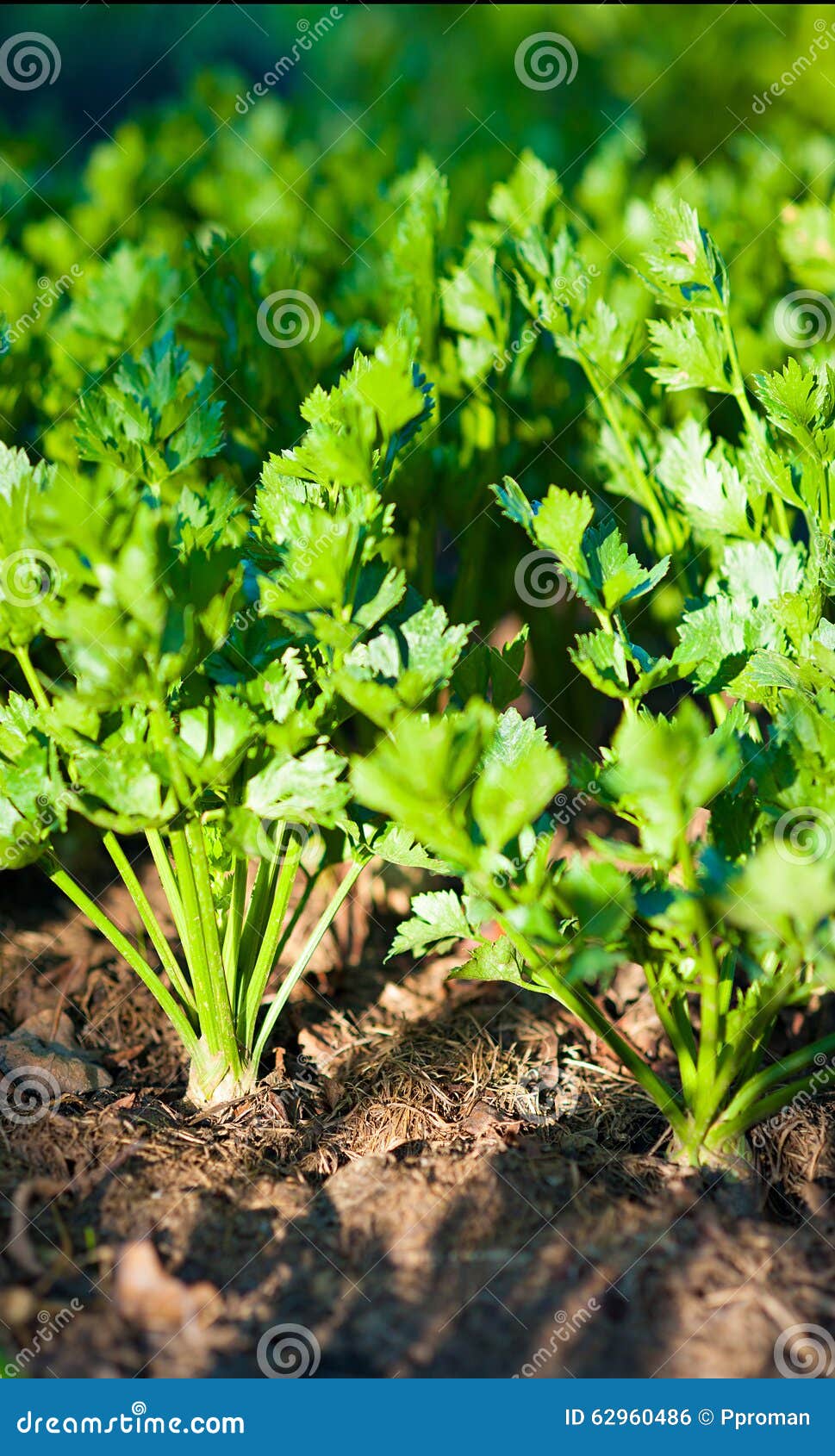 Green celery on garden stock photo. Image of freshness 62960486