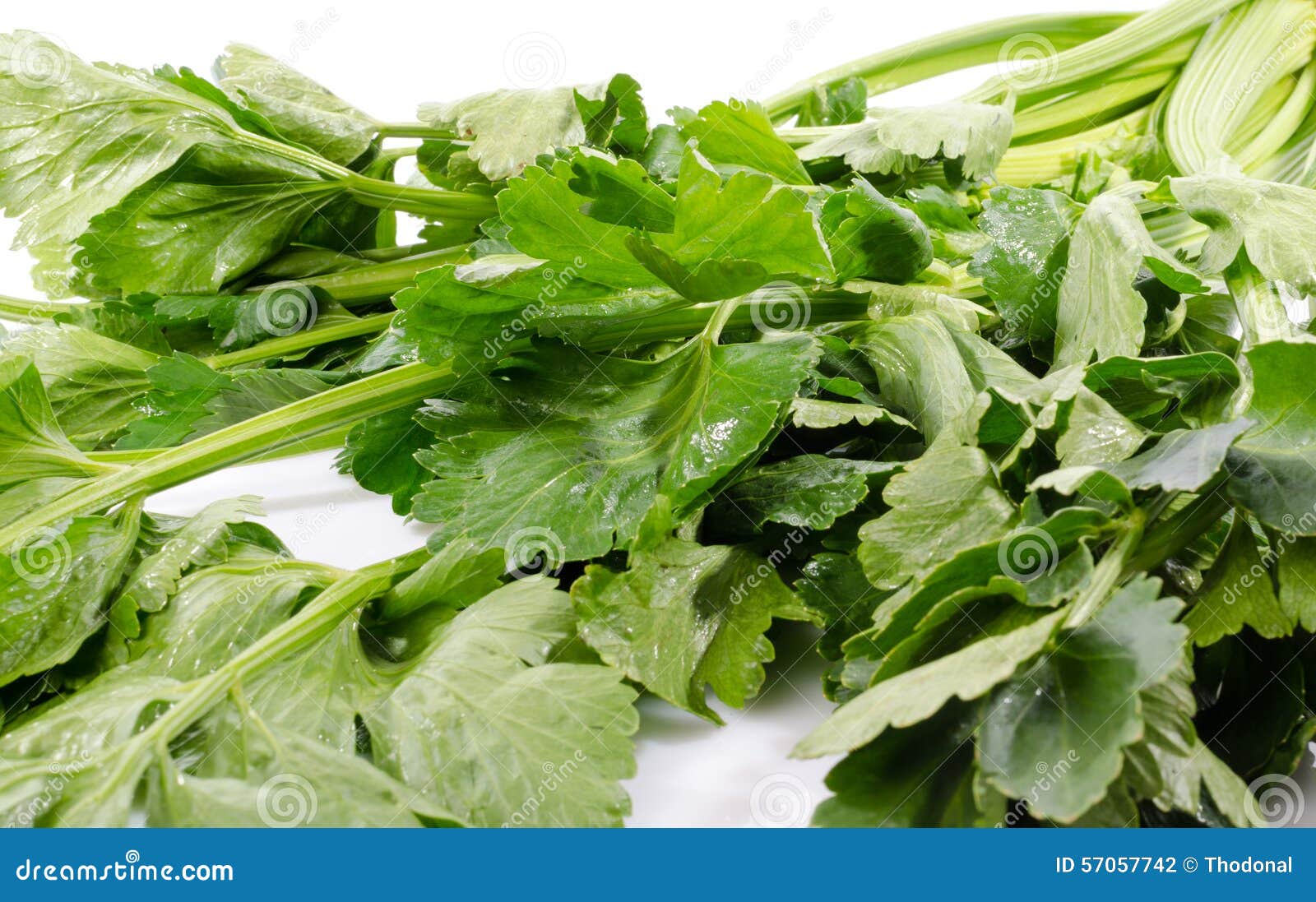 Green celery leaves stock photo. Image of stem, white 57057742