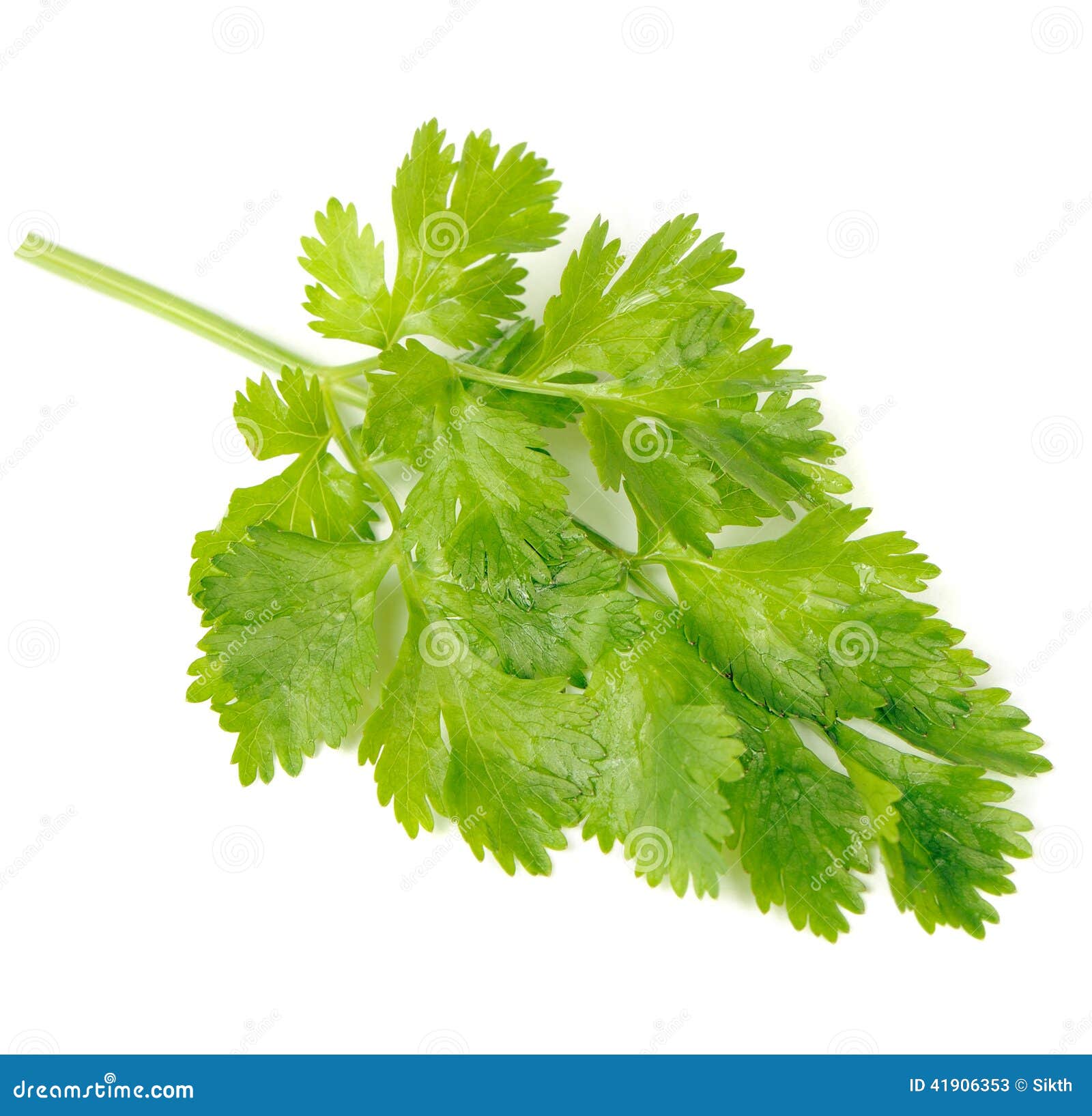 Green Celery Leaves Isolated on White Background Stock Image Image of
