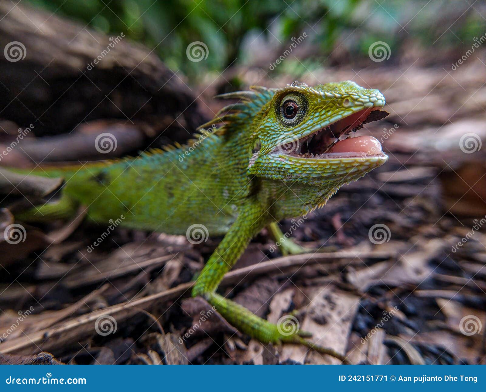 green chameleon on the ground. reptil. fauna, animals.