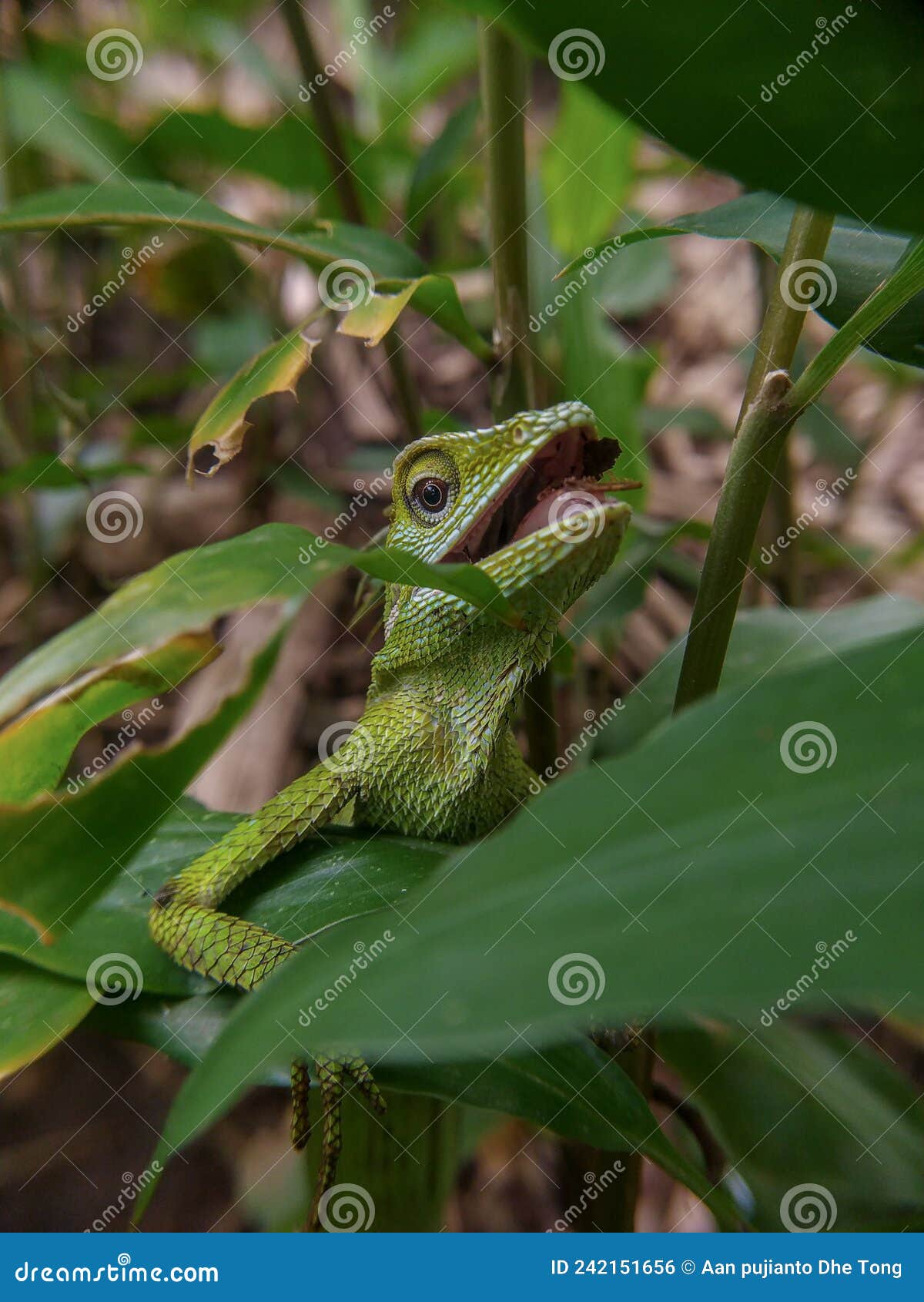 green chameleon on the tree. reptil. fauna, animals.