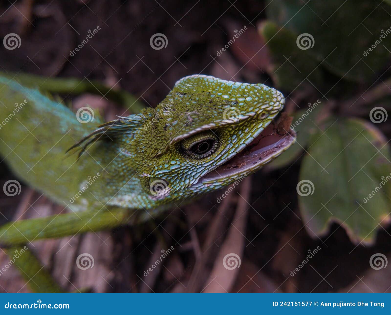 green chameleon on the tree. reptil. fauna, animals.