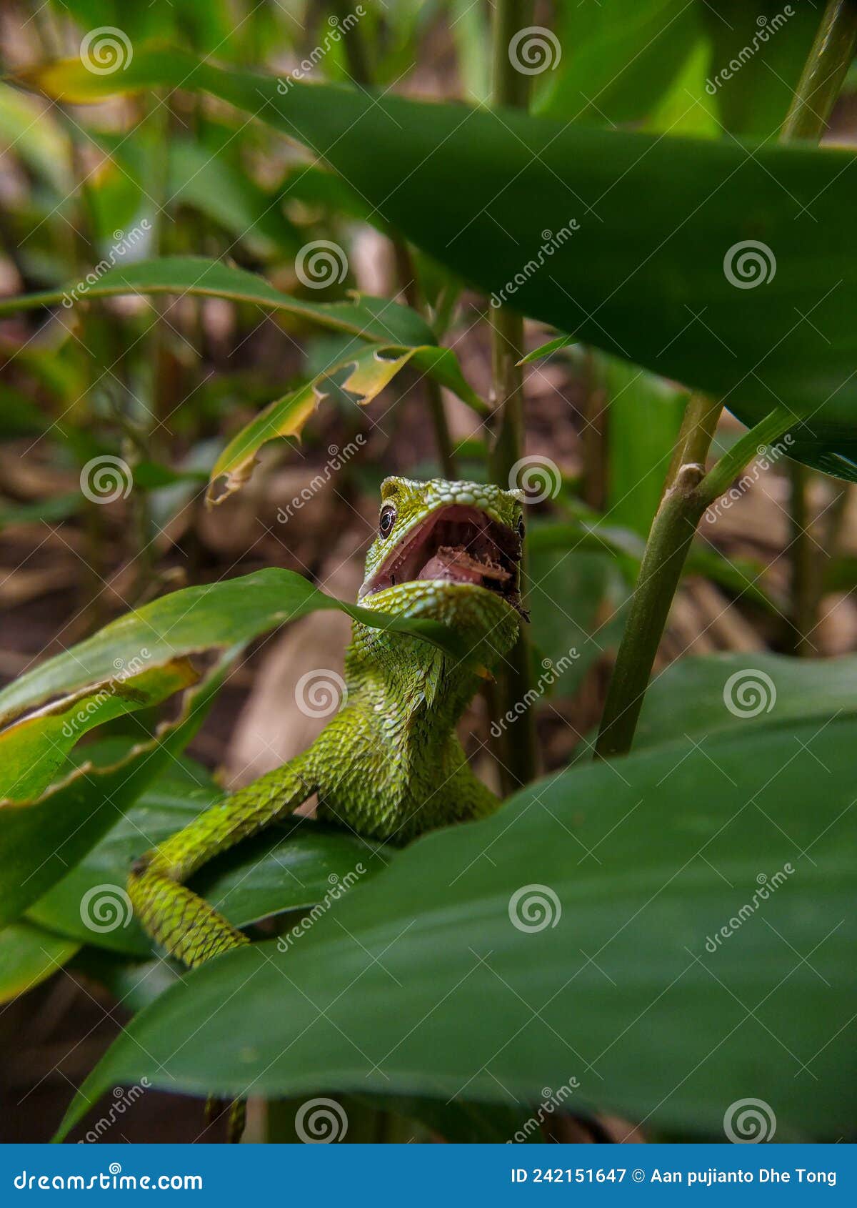 green chameleon on the tree. reptil. fauna, animals.