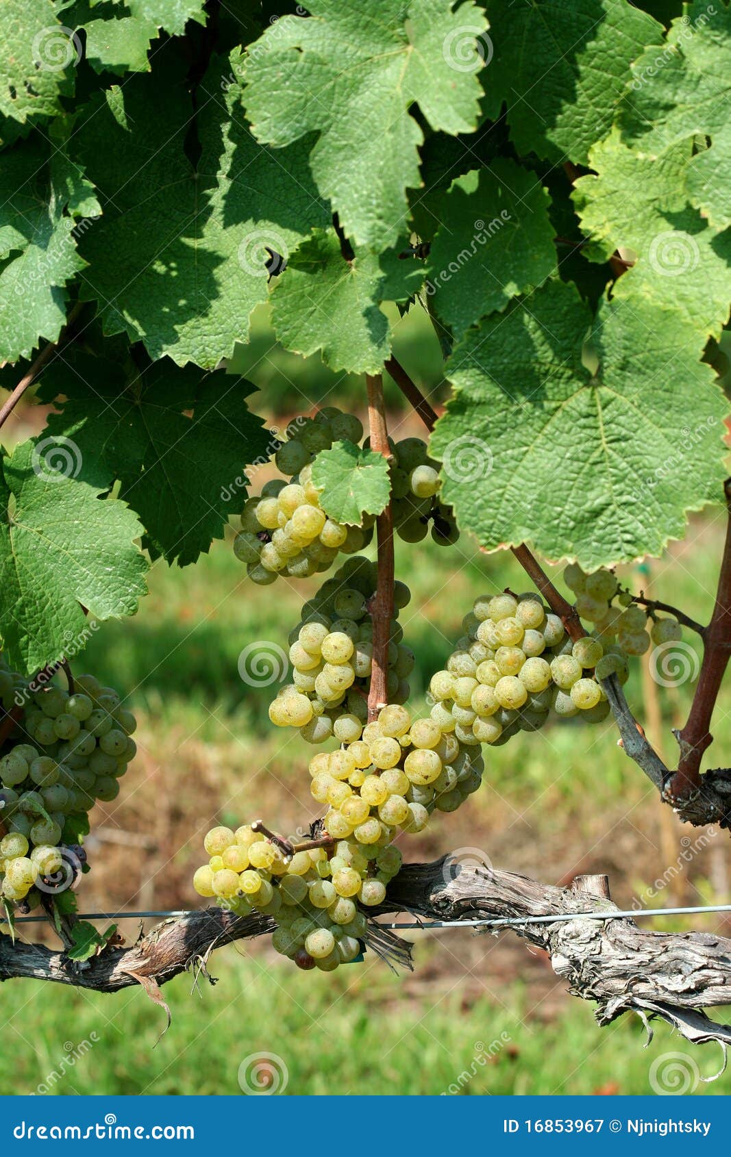 green chardonnay grapes