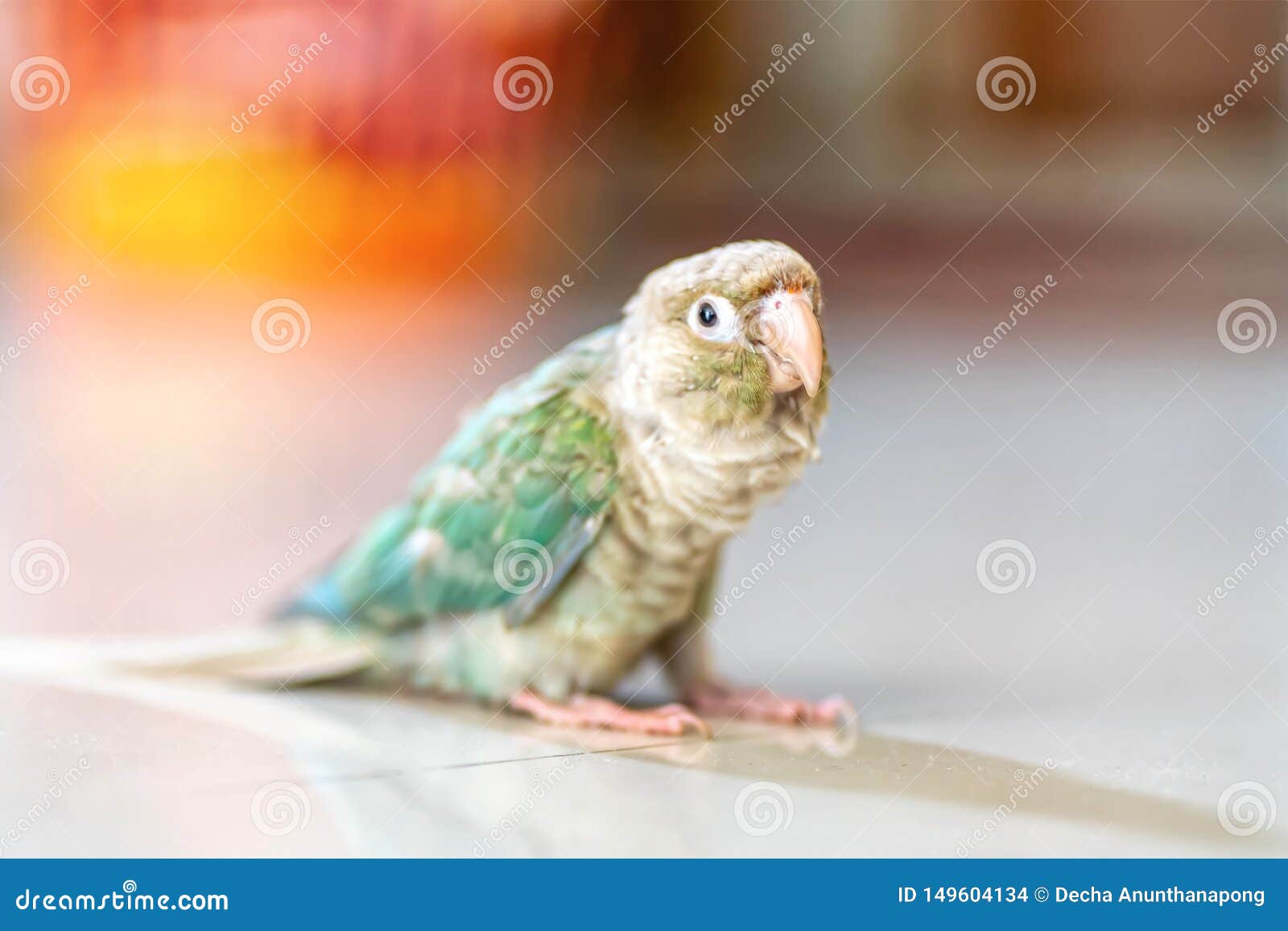 Greencheeked parakeet stock photo. Image of beautiful 149604134