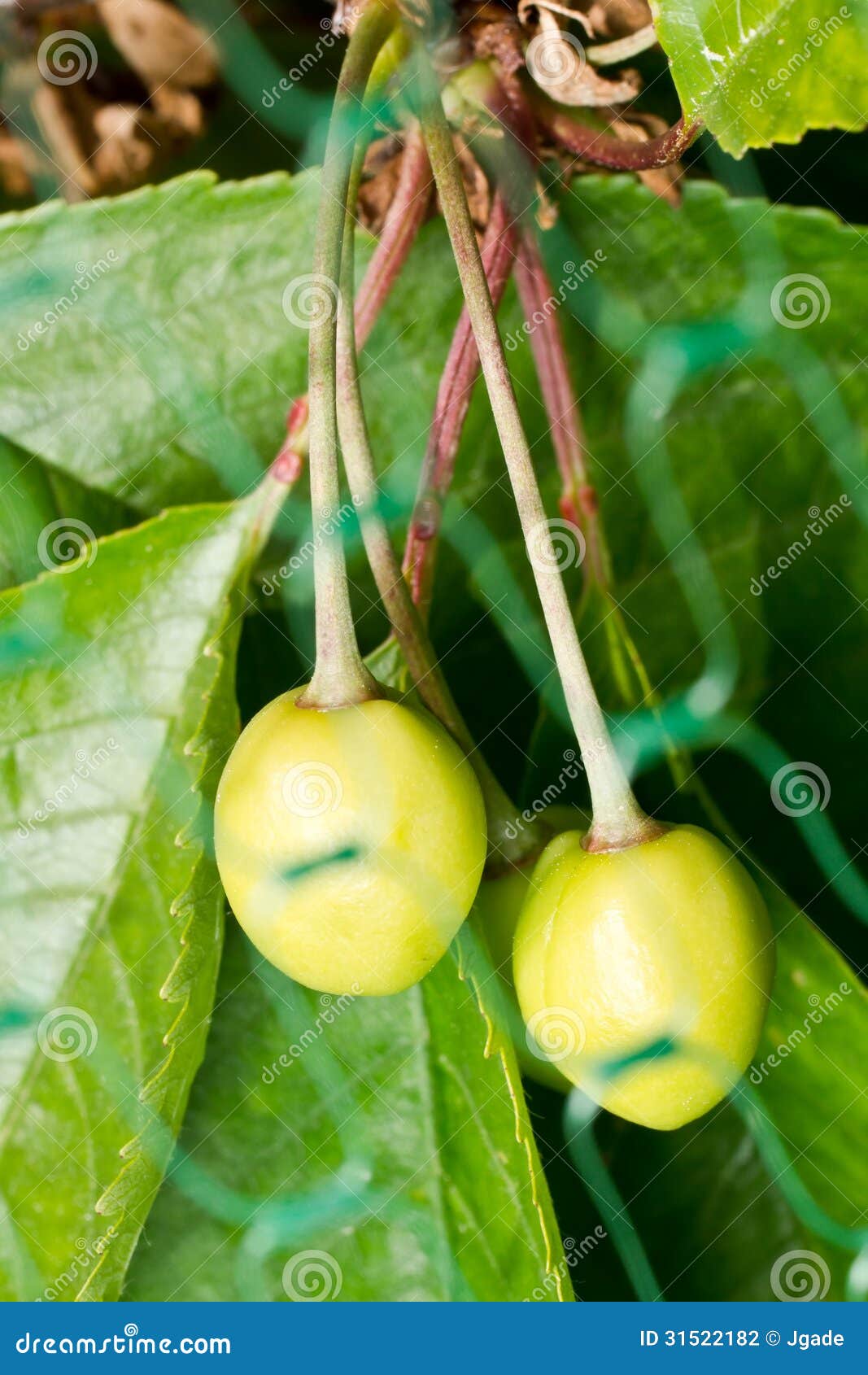 Green Cherries stock photo. Image of detail, grow, vertical 31522182