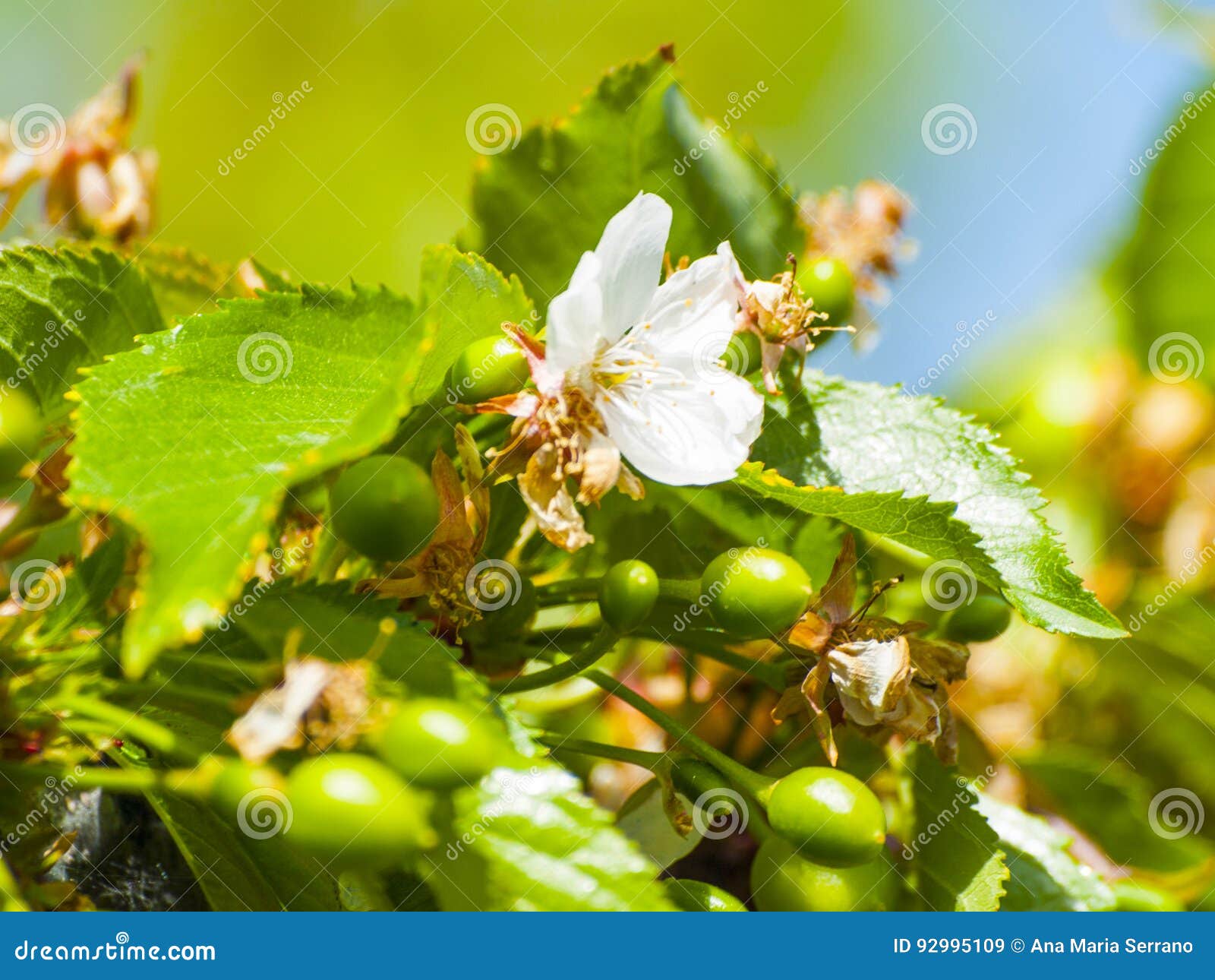 Green Cherries on the Cherry Tree in Springtime Stock Image Image of