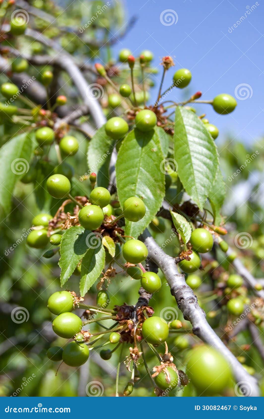 Green cherry stock image. Image of succulence, nature 30082467