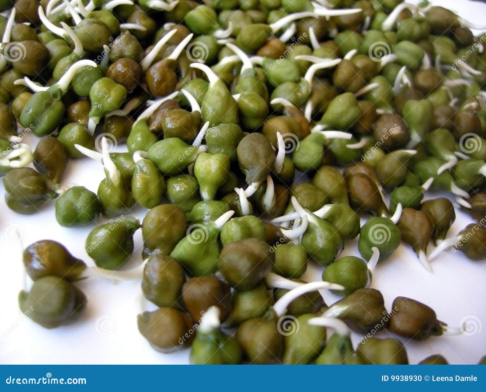 Green Chick Pea Sprouts Four Stock Photo Image of green, details 9938930