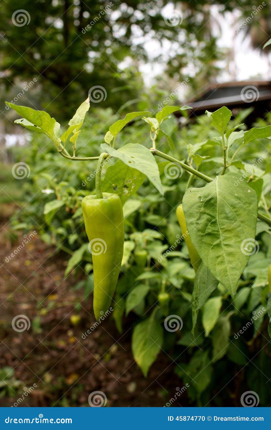 Green chili in the farm stock photo. Image of plant, vegetable 45874770
