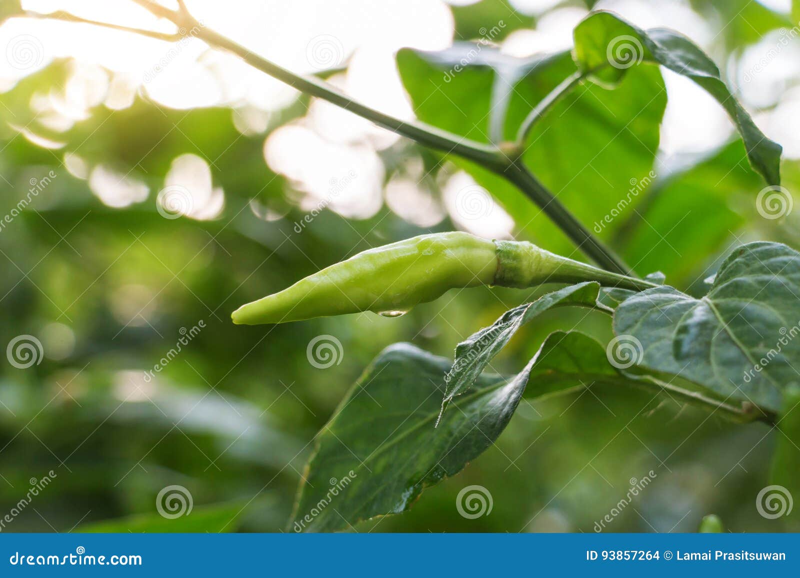 Green chili in garden stock photo. Image of garden, condiment 93857264