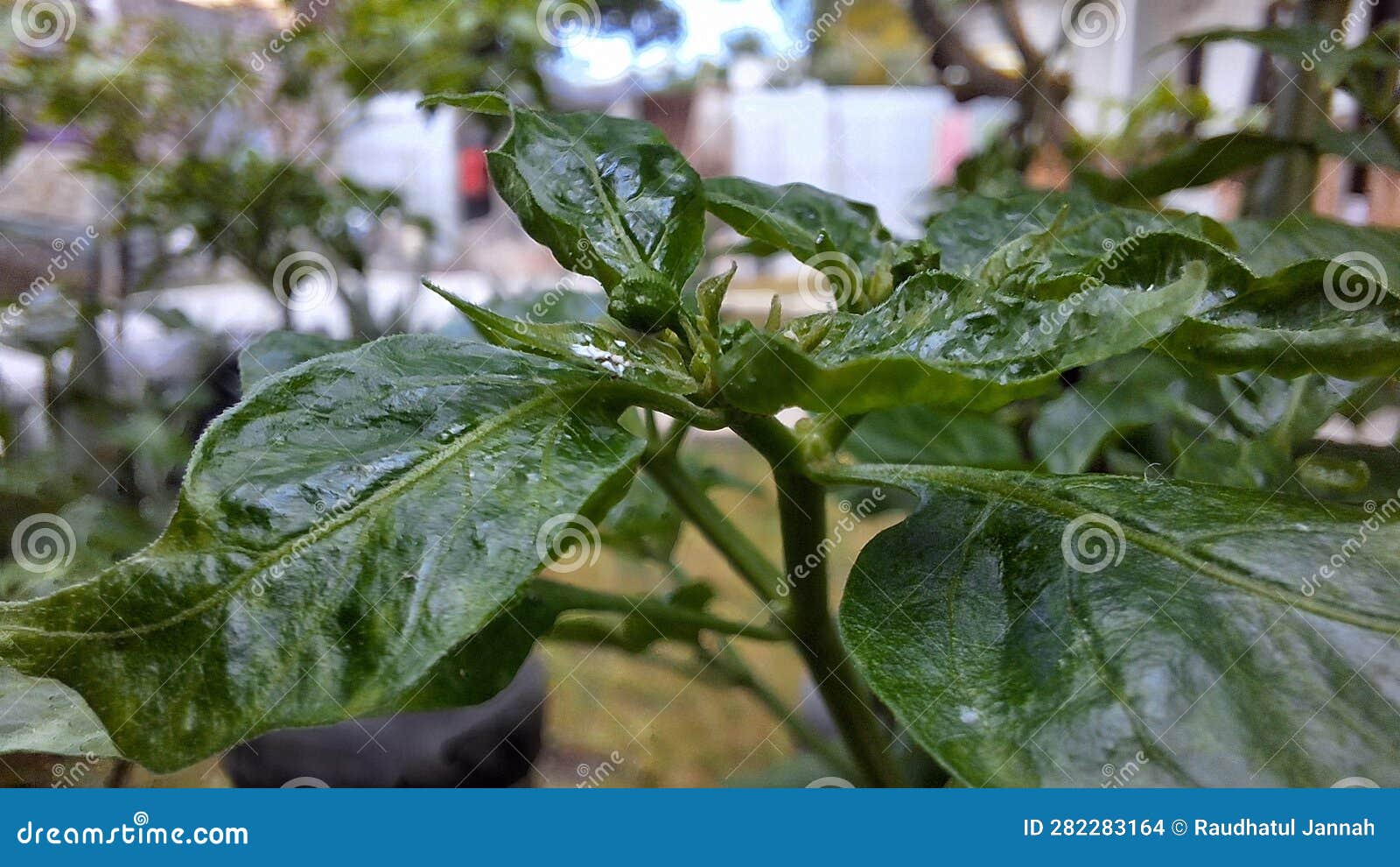 Green chili leaves stock photo. Image of herb, flower 282283164