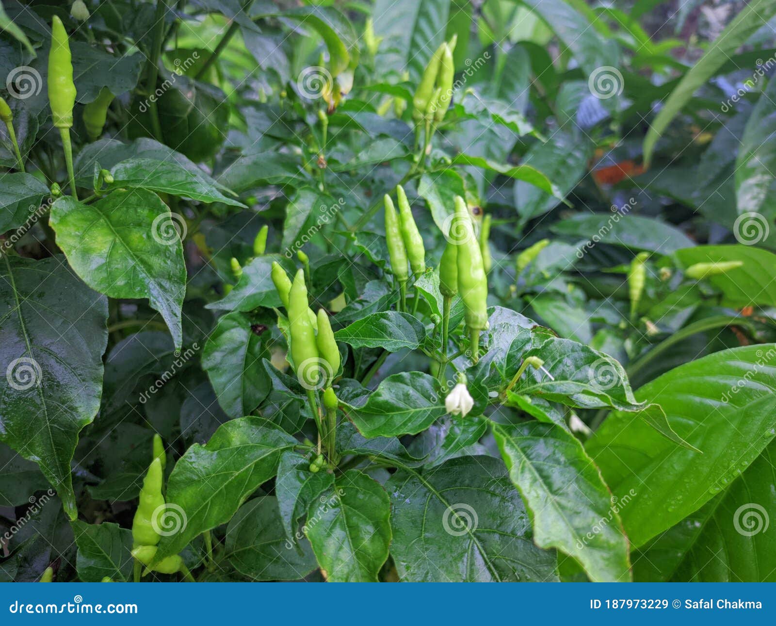 green chili mirchi around the leaf in garden