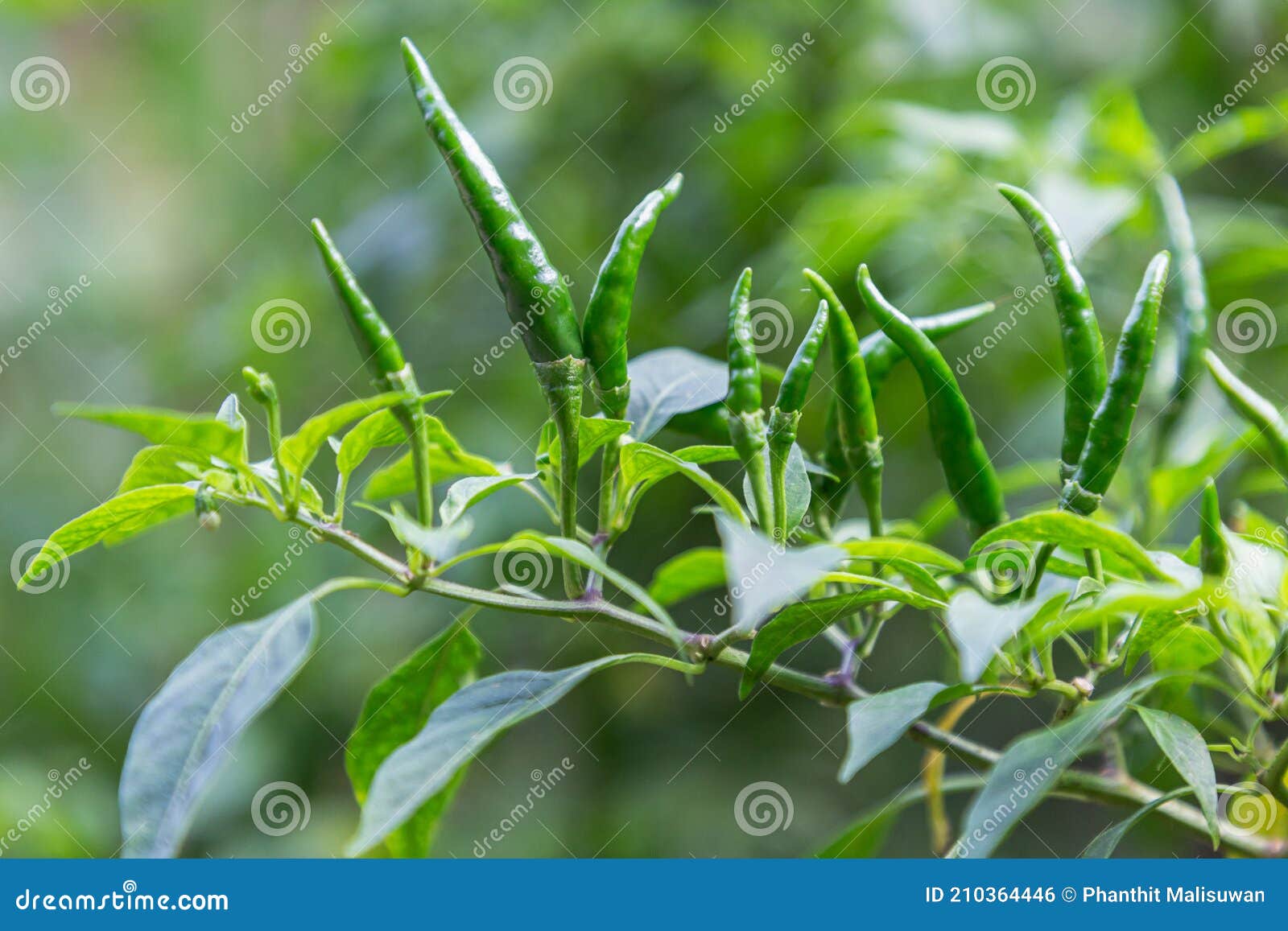 Green Chili Pepper in the Chili Garden Stock Photo Image of orange
