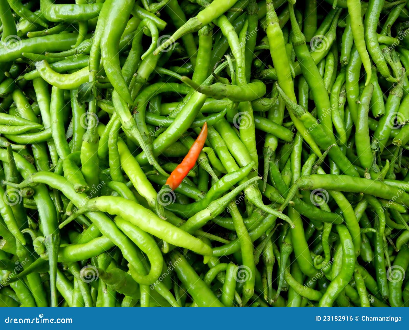 Green chili peppers stock photo. Image of burn, capsicum 23182916