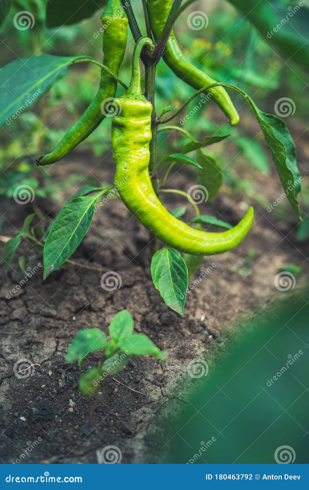 Green Chili Peppers are Growing in the Garden Stock Photo Image of