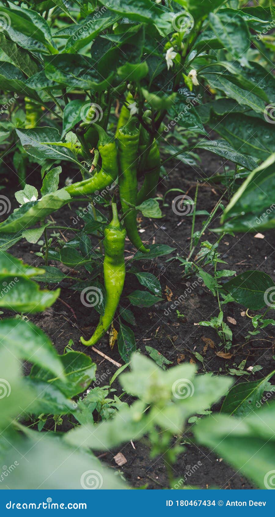 Green Chili Peppers are Growing in the Garden Stock Photo Image of