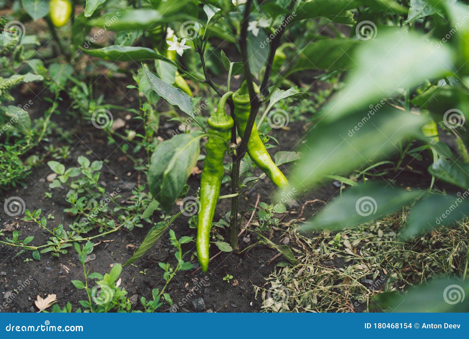 Green Chili Peppers are Growing in the Garden Stock Photo Image of