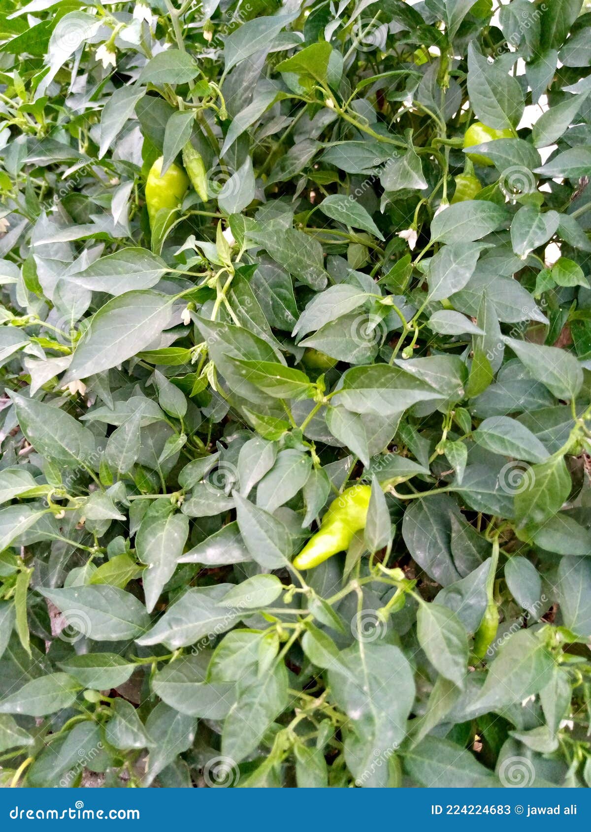 Green chili plant stock image. Image of food, chili 224224683