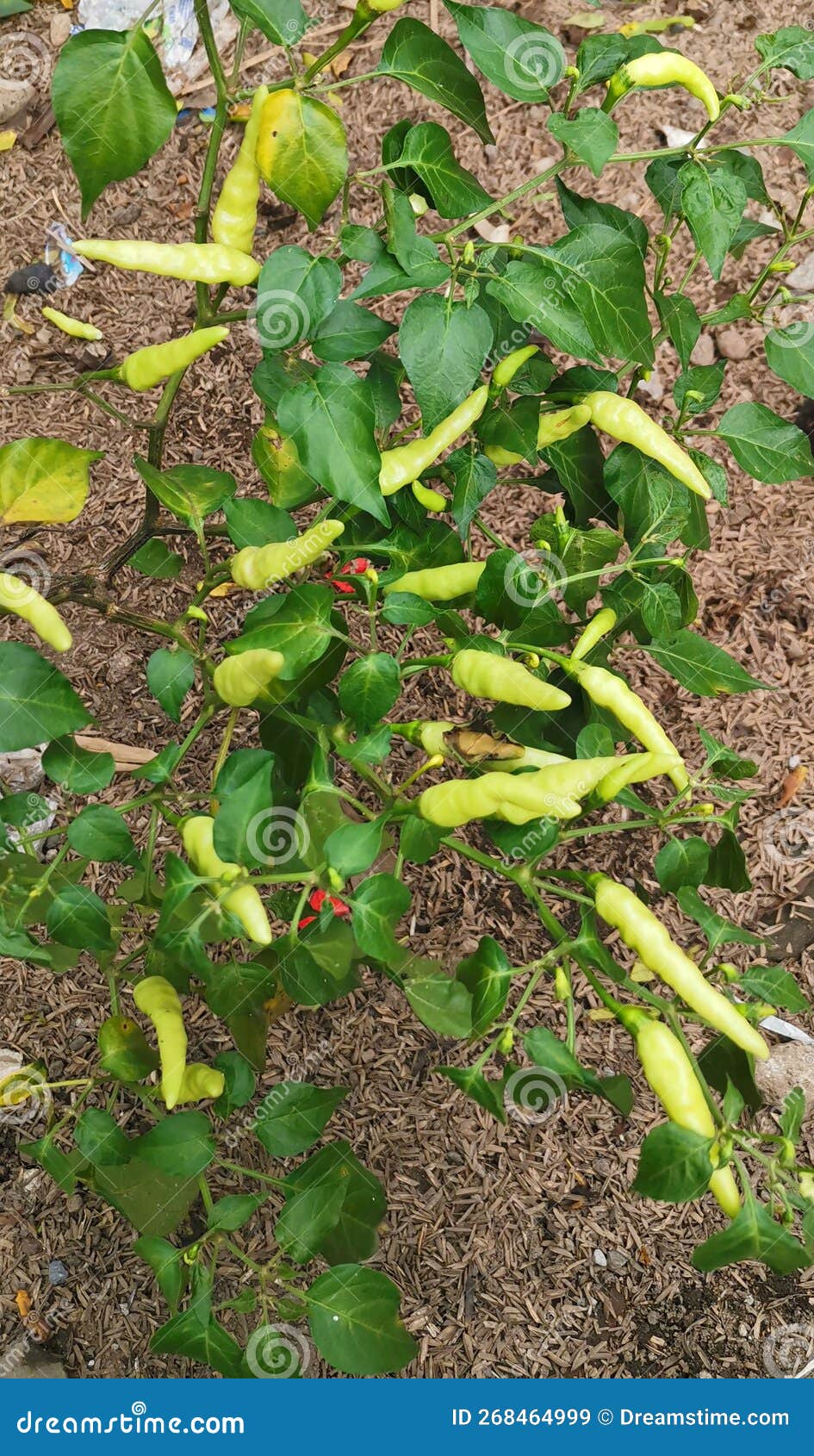 Green Chili Plants that Thrive in the Front Yard of the House Stock