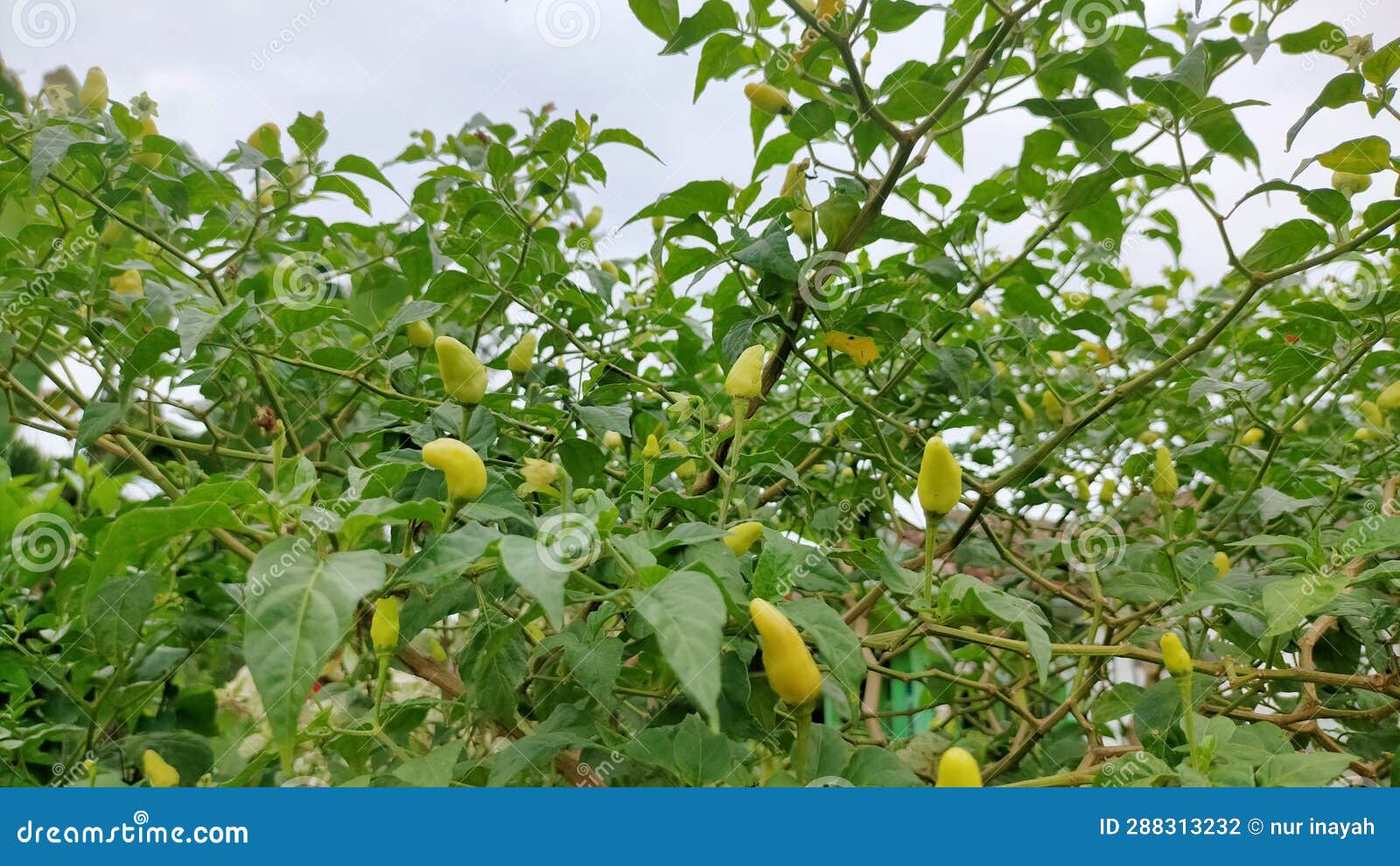 Green Chili Plants Which are Useful for Making Hot Chili Sauce Stock