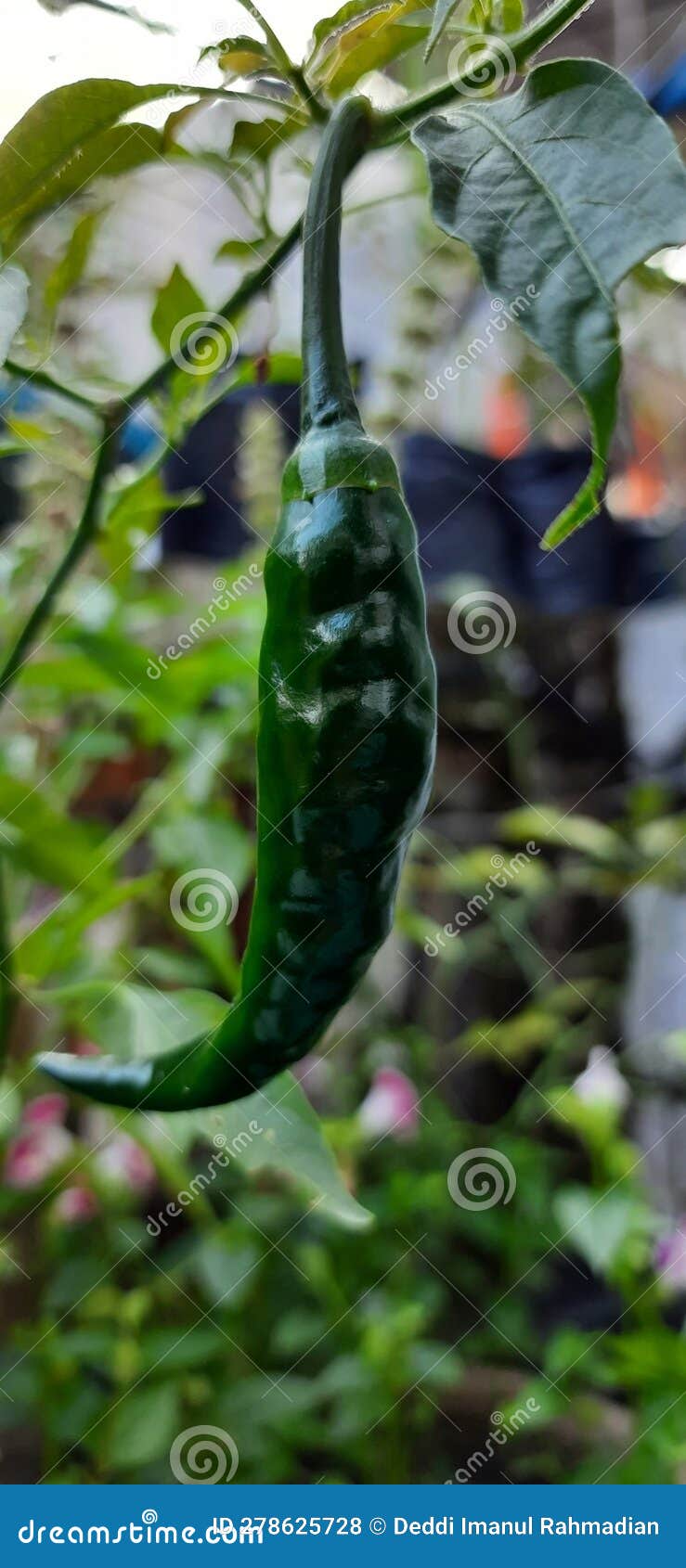 Green Chili in the Urban Farming Stock Photo Image of insect, herb