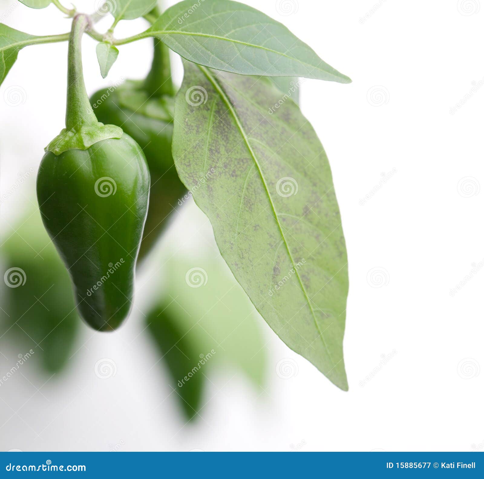 green chilies