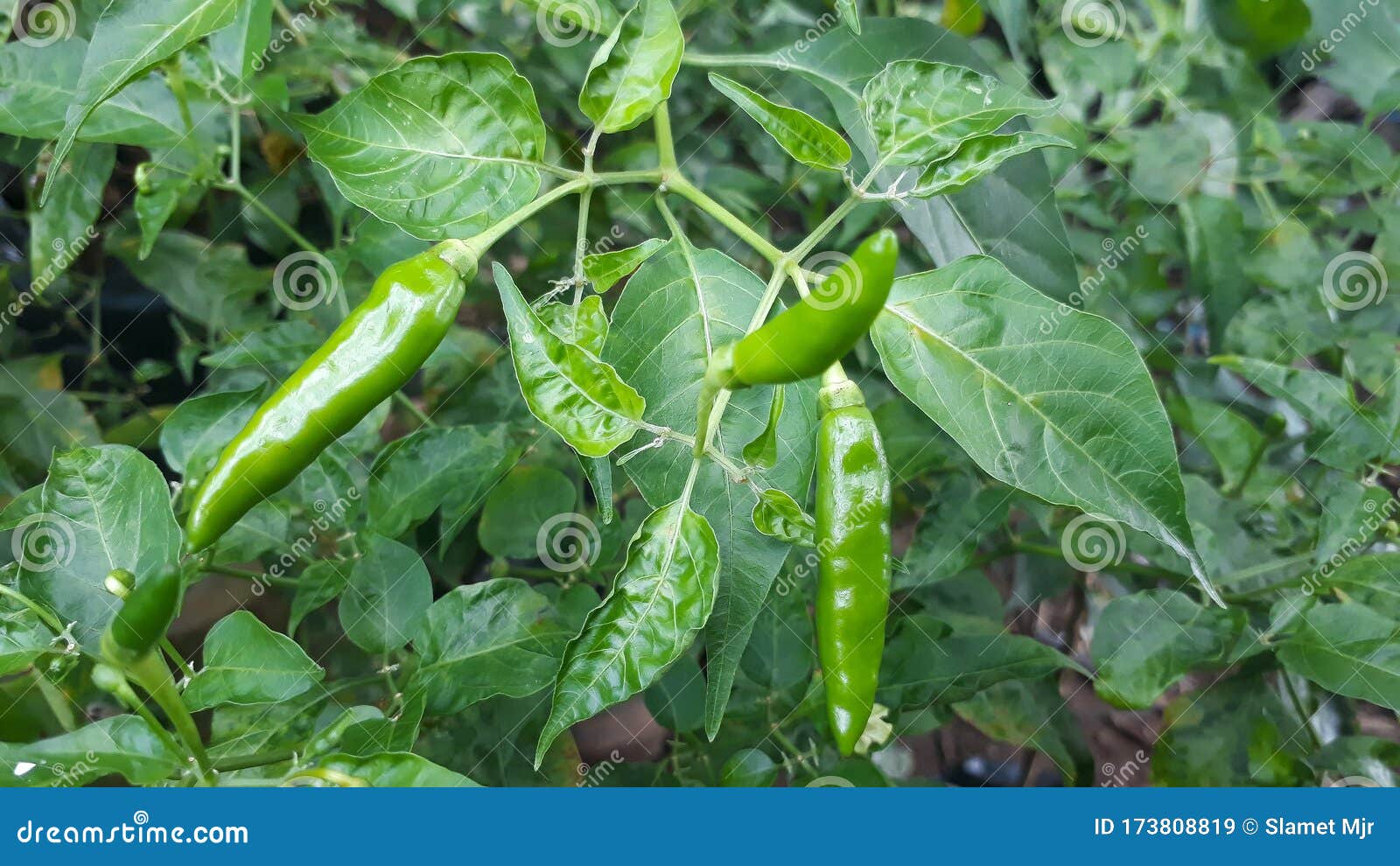 Green Chilli Background in the Garden Stock Image - Image of garden