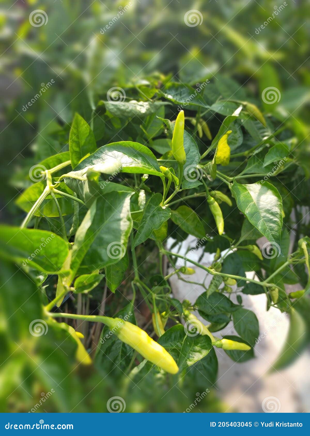 Green Chilli at the Garden at Noon, Beautifull Stock Image Image of