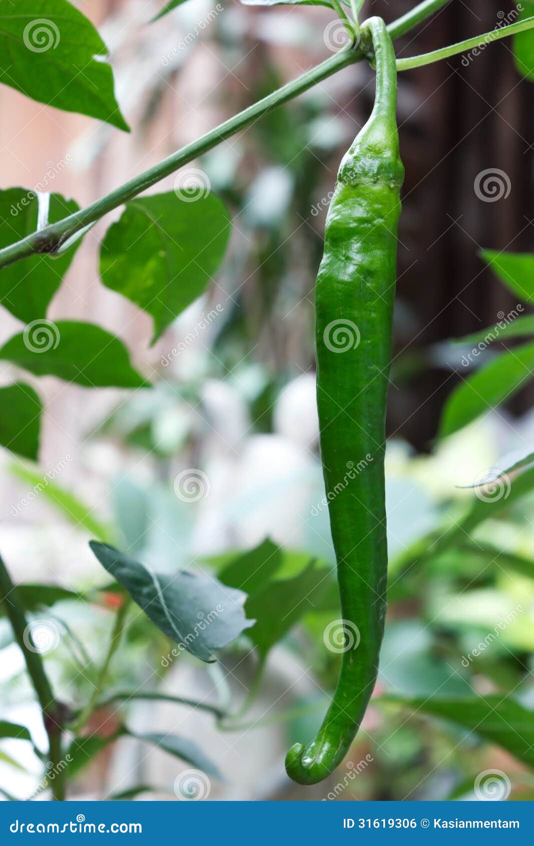 Green chilli stock photo. Image of horizontal, vegetarian 31619306