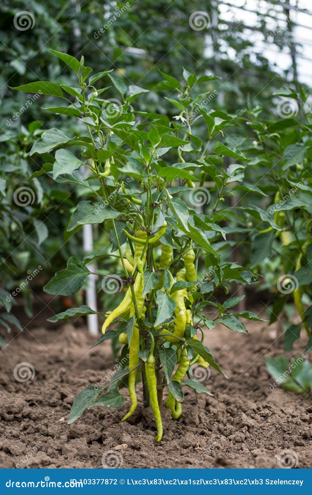 Green Chilli Peppers in Vegetable Garden Stock Photo Image of farm