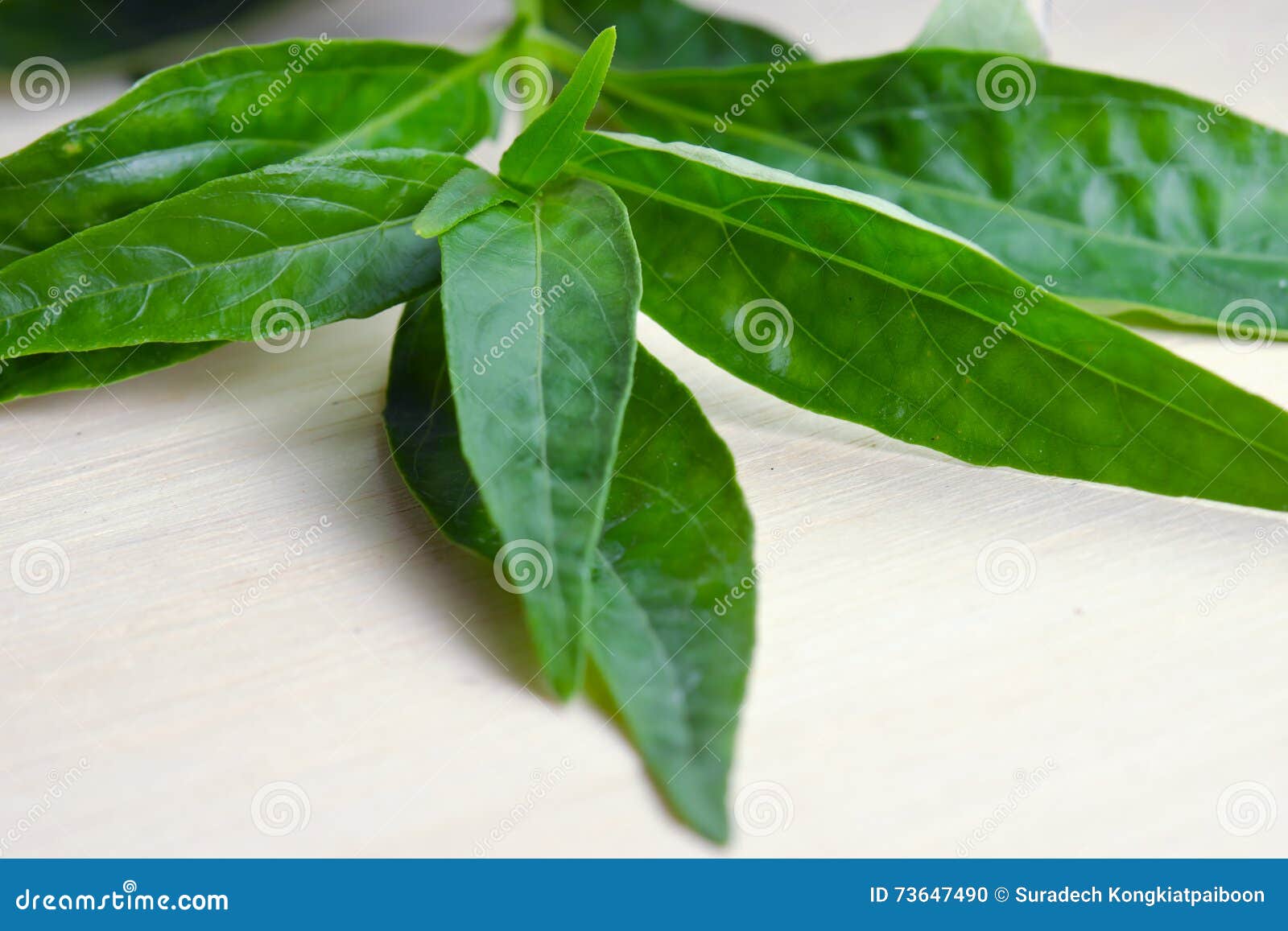 green chirayta, king of bitters leaf on wood background