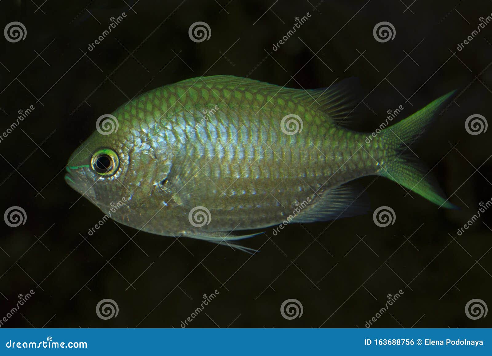 The Green Chromis Chromis Viridis Stock Photo Image Of Reef Exotic 163688756
