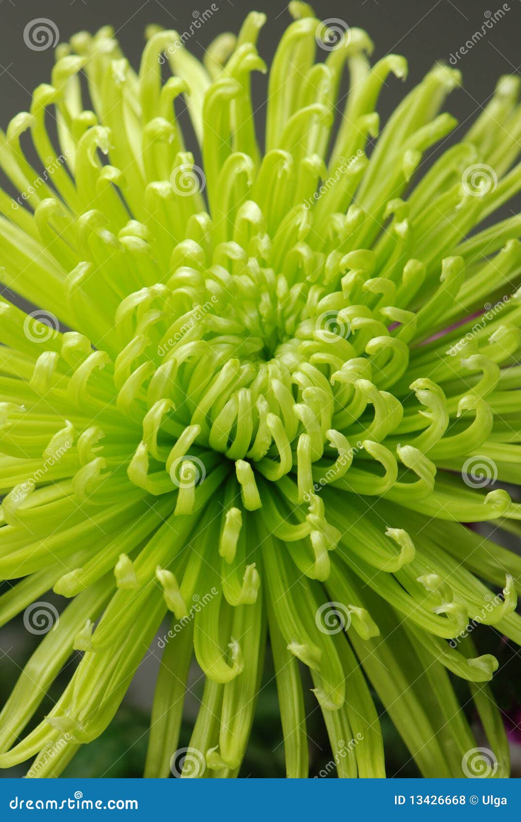 Green chrysanthemum stock photo. Image of macro, floral 13426668