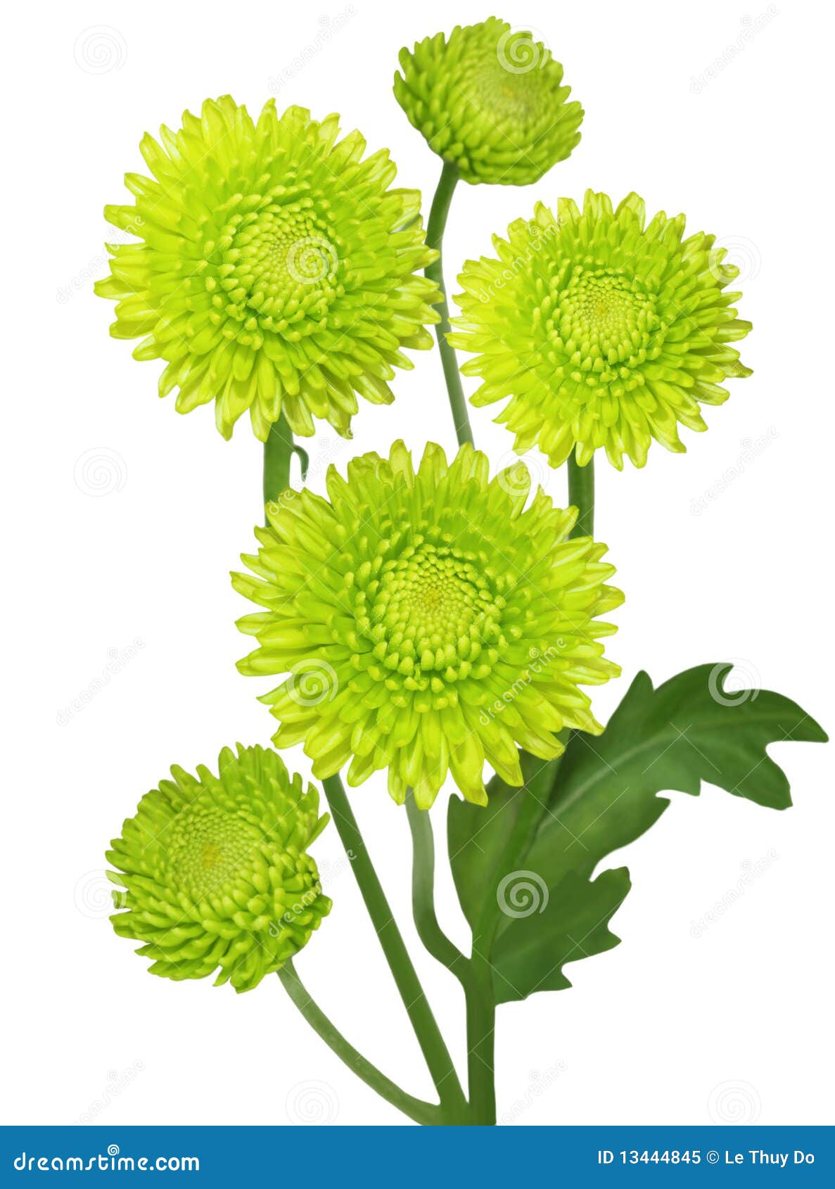 Green Chrysanthemum stock image. Image of daisy, abstract 13444845