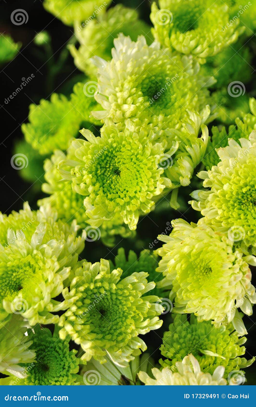 Green chrysanthemum stock image. Image of fresh, chrysanthemum 17329491