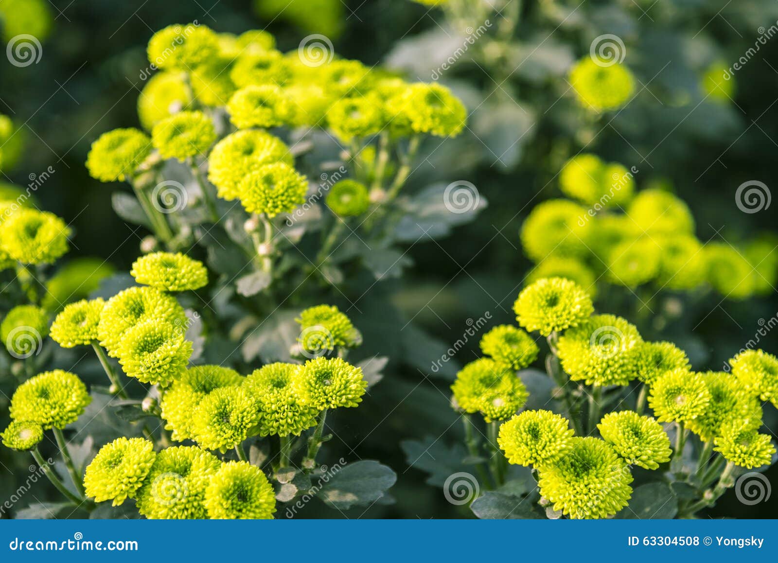 Green chrysanthemum stock photo. Image of daisy, flora 63304508