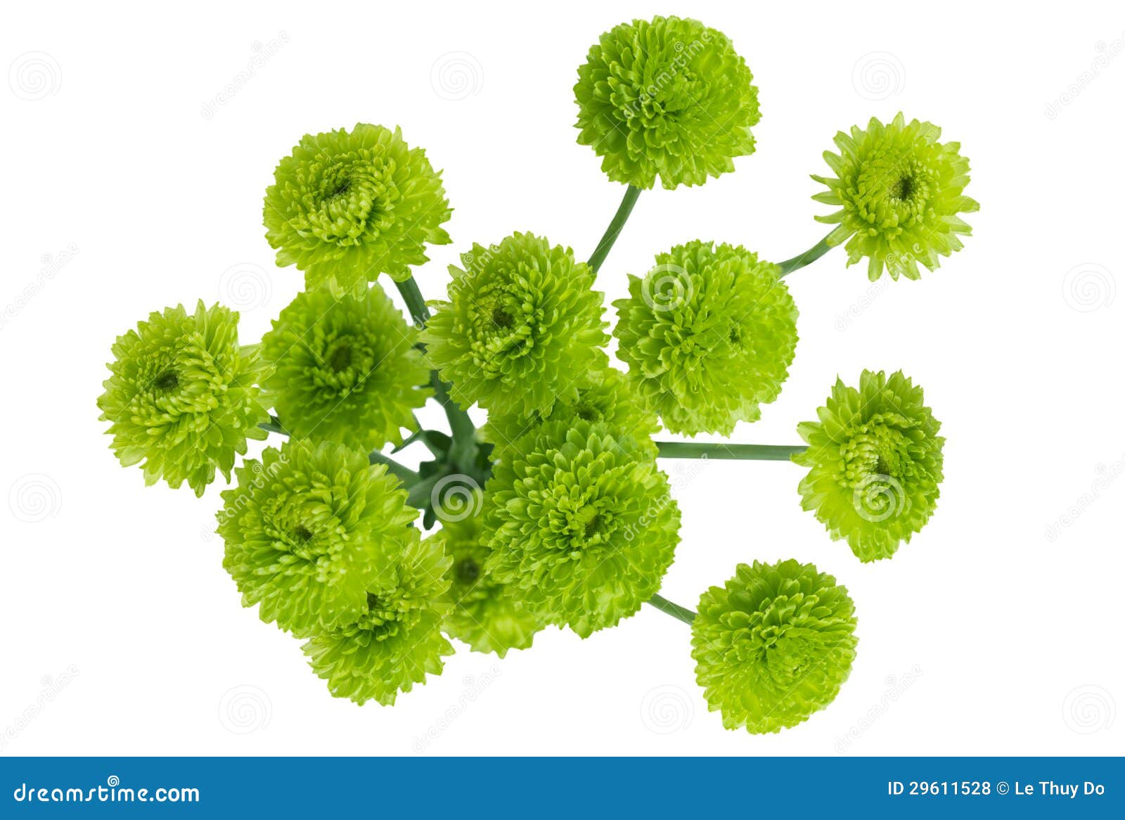 Green Chrysanthemum Bouquet Stock Photo Image of soft, gerberas 29611528