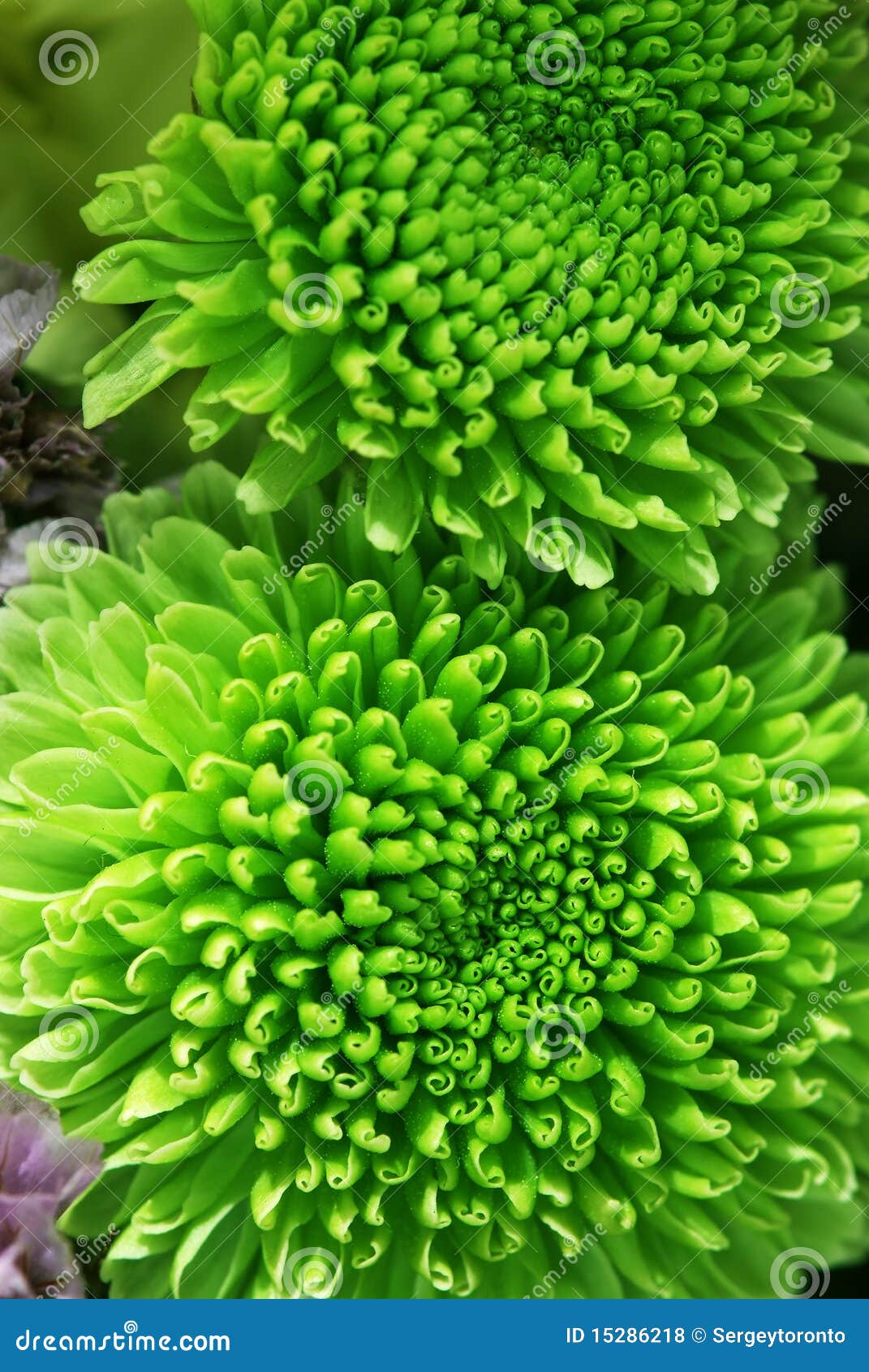 Green chrysanthemum flower stock photo. Image of fall 15286218
